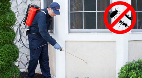 Çilimli Fare İlaçlama böcek ilaçlama ve haşere kontrolü — ilaclama-tr.com